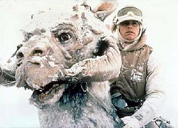 ファイル:Tauntaun head.jpg