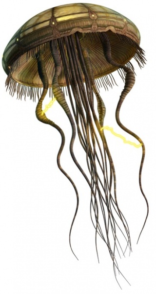 ファイル:HydroidMedusa.jpg
